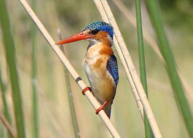 Kingfisher Duba Plains